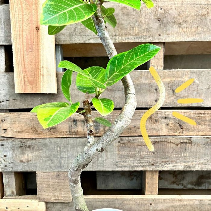 観葉植物現品販売