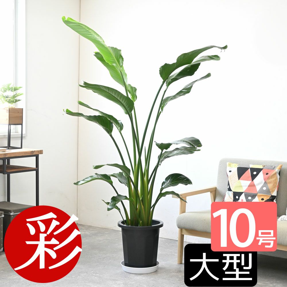 ストレリチア(ストレチア)・オーガスタ 10号鉢 観葉植物