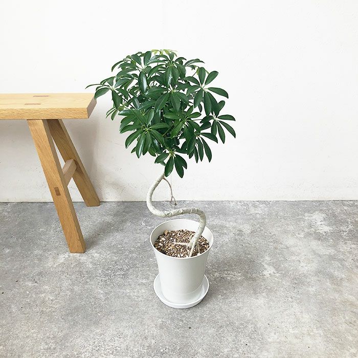 観葉植物 数量限定 シェフレラ・コンパクタ 6号鉢