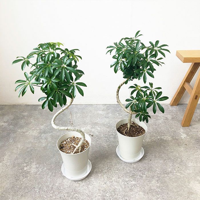観葉植物 数量限定 シェフレラ・コンパクタ 6号鉢