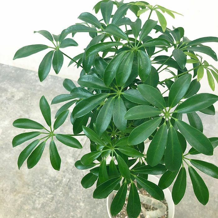 観葉植物 数量限定 シェフレラ・コンパクタ 6号鉢