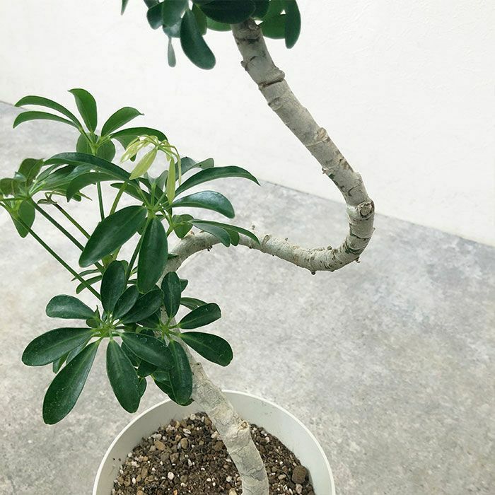 観葉植物 数量限定 シェフレラ・コンパクタ 6号鉢