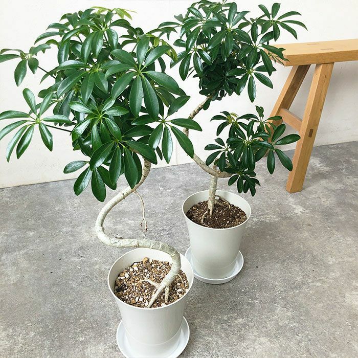 観葉植物 数量限定 シェフレラ・コンパクタ 6号鉢