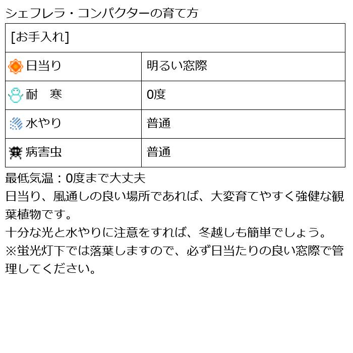 観葉植物 数量限定 シェフレラ・コンパクタ 6号鉢