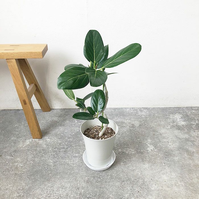 観葉植物 数量限定 ベンガルボダイジュ 6号鉢