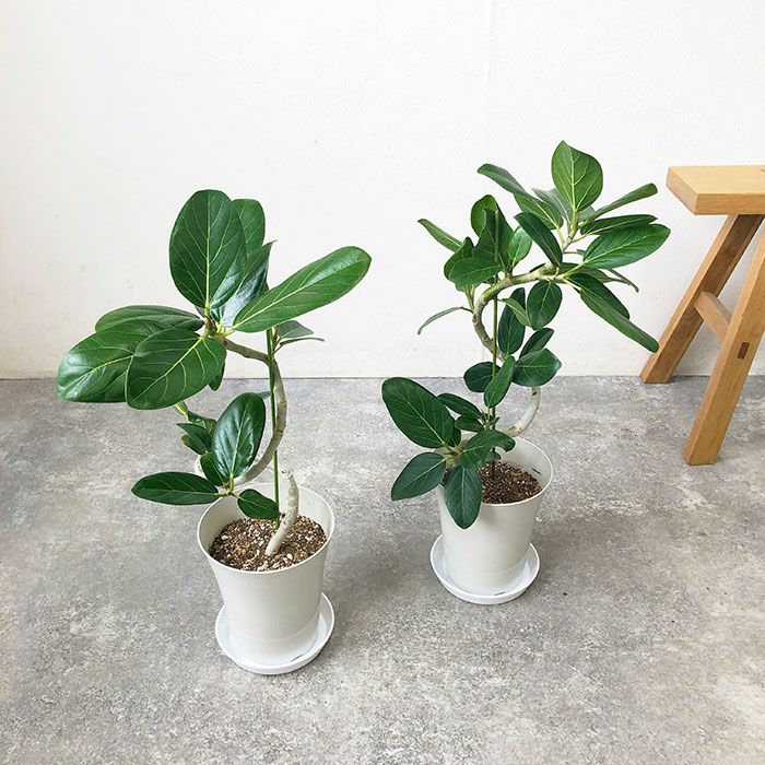 観葉植物 数量限定 ベンガルボダイジュ 6号鉢