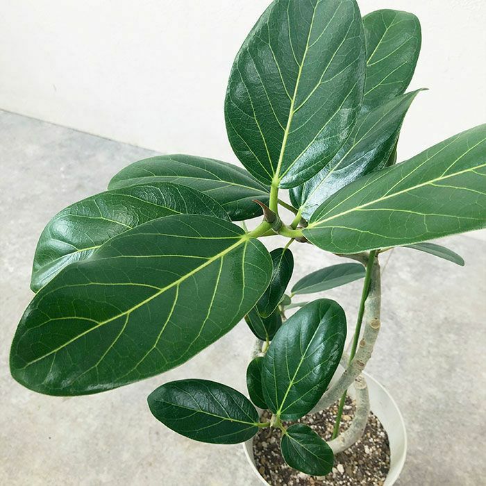 観葉植物 数量限定 ベンガルボダイジュ 6号鉢