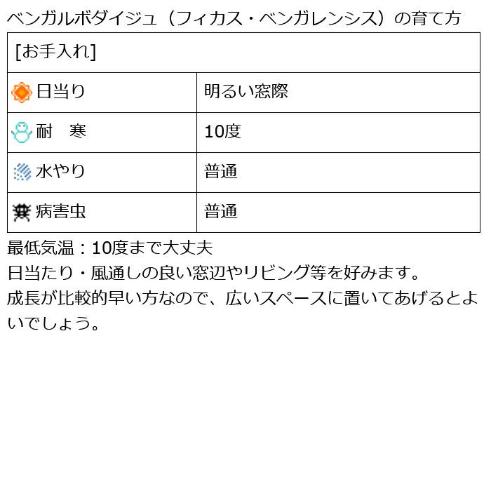 観葉植物 数量限定 ベンガルボダイジュ 6号鉢