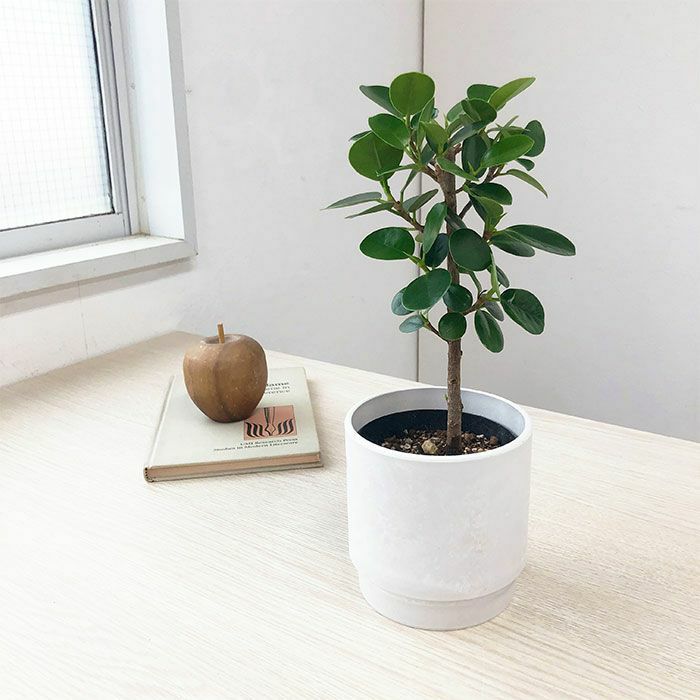 観葉植物 数量限定 パンダガジュマル マットポットホワイト