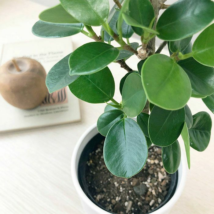 観葉植物 数量限定 パンダガジュマル マットポットホワイト