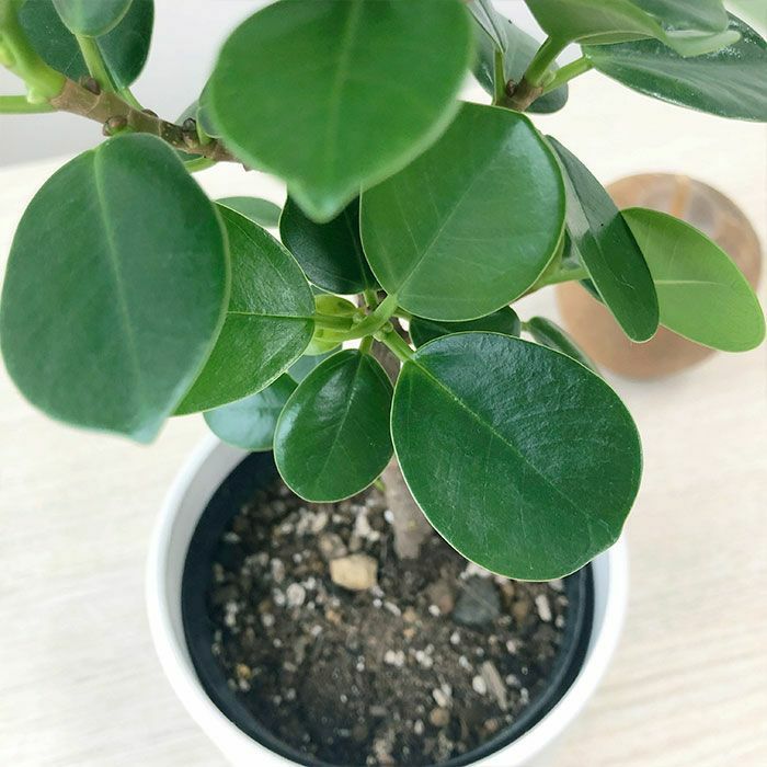 観葉植物 数量限定 パンダガジュマル マットポットホワイト