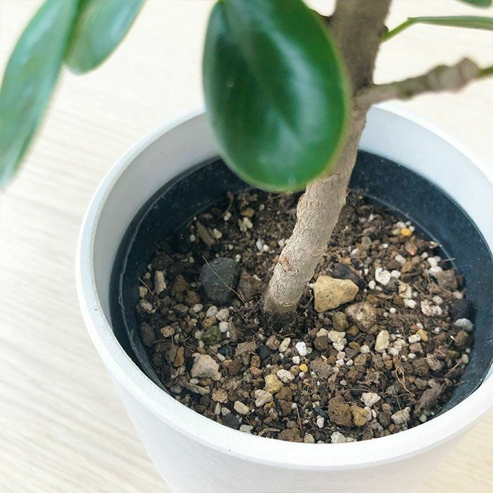 観葉植物 数量限定 パンダガジュマル マットポットホワイト