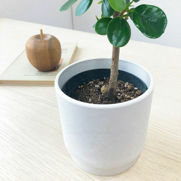 観葉植物 数量限定 パンダガジュマル マットポットホワイト