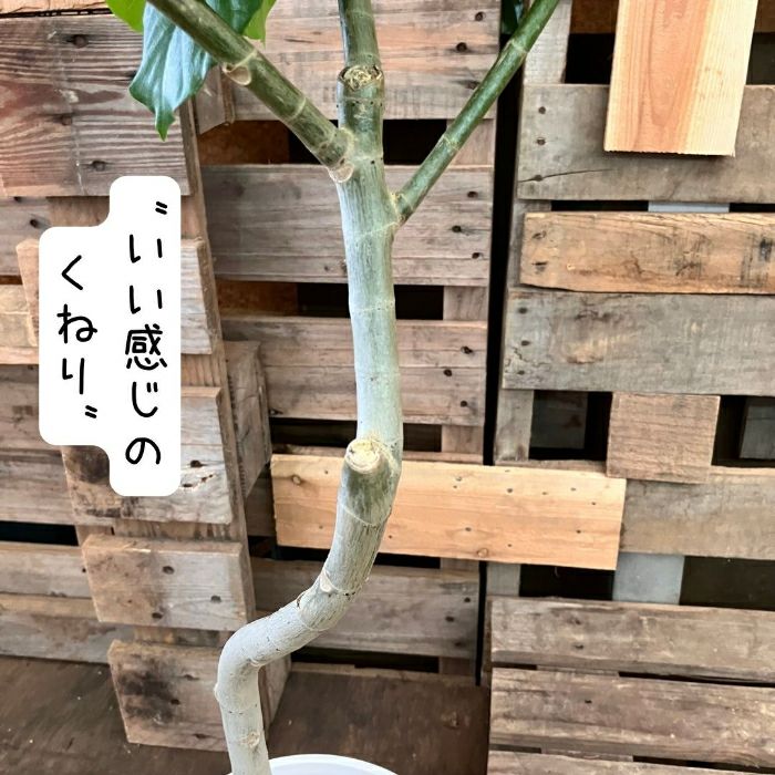 観葉植物現品販売