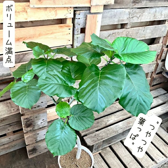 観葉植物現品販売