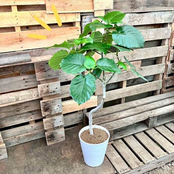 観葉植物現品販売