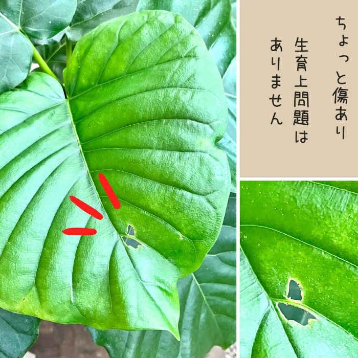 観葉植物現品販売