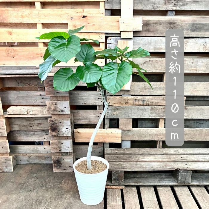 観葉植物現品販売