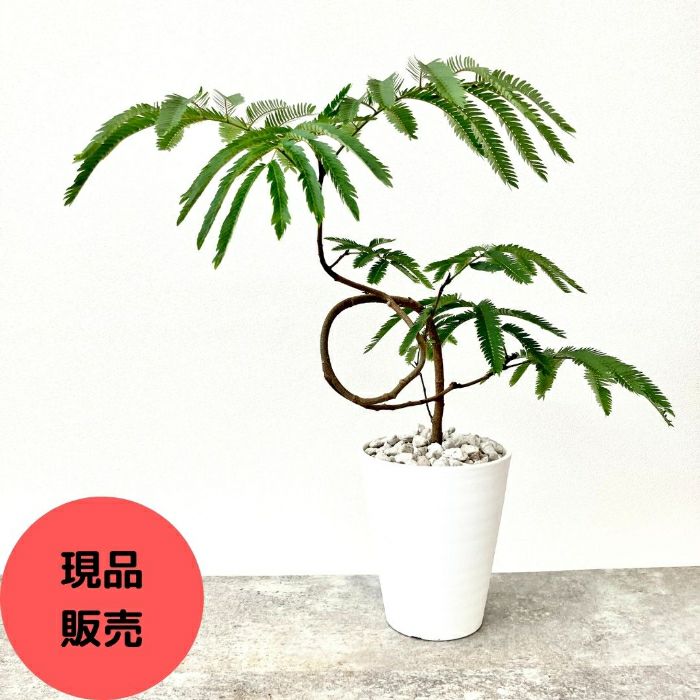 観葉植物現品販売