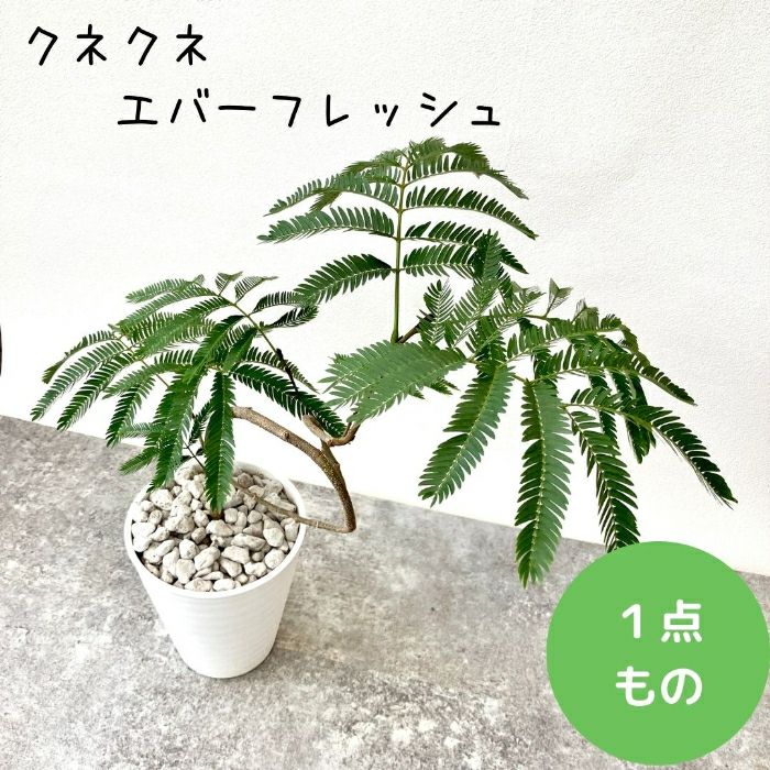 観葉植物現品販売