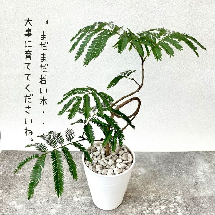 観葉植物現品販売