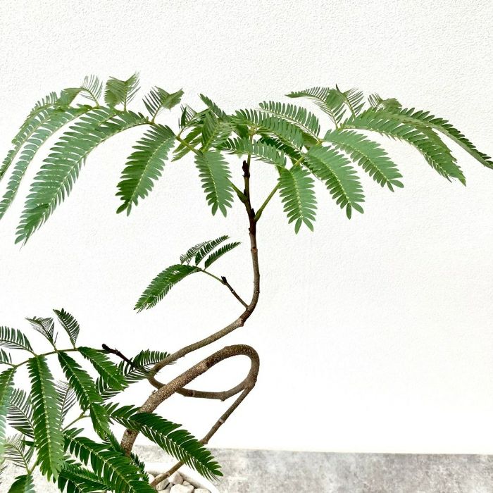 観葉植物現品販売