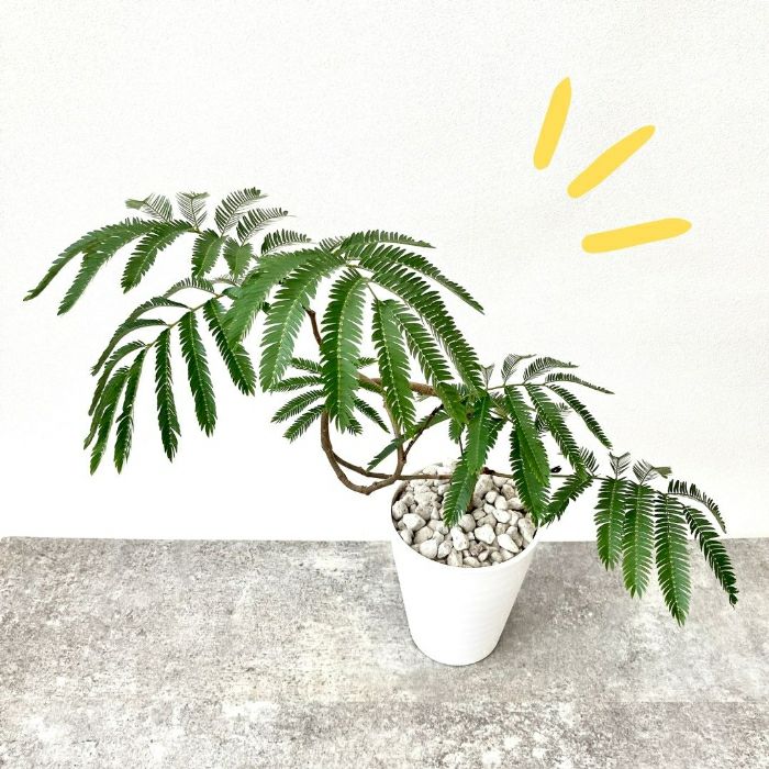 観葉植物現品販売