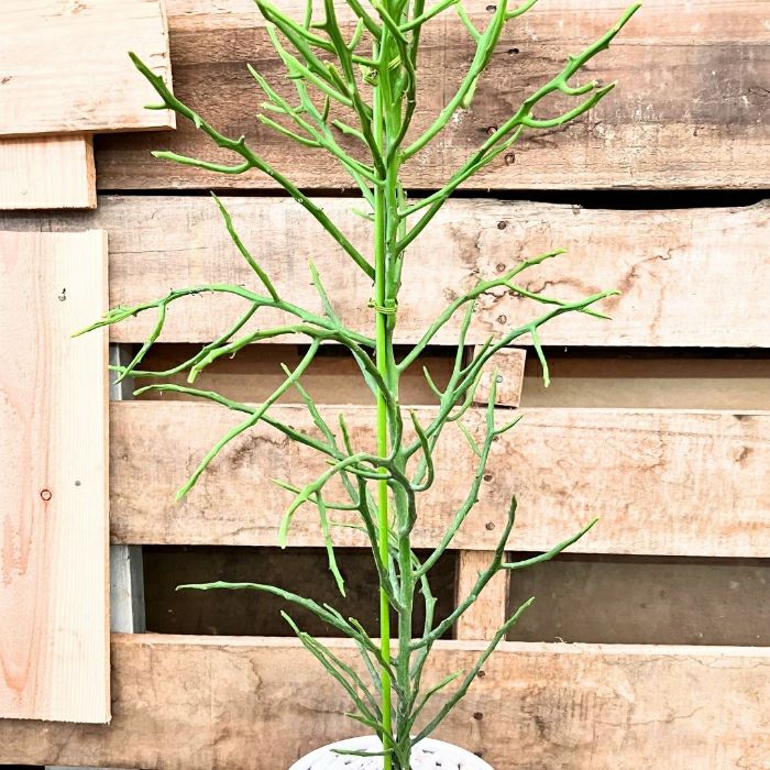 観葉植物現品販売