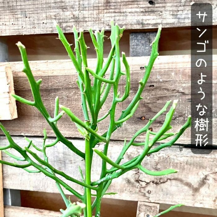 観葉植物現品販売