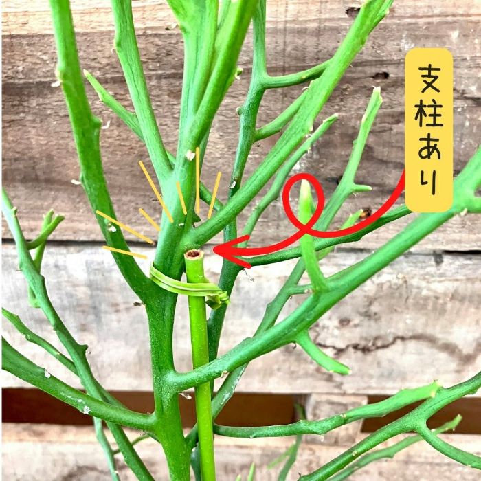 観葉植物現品販売