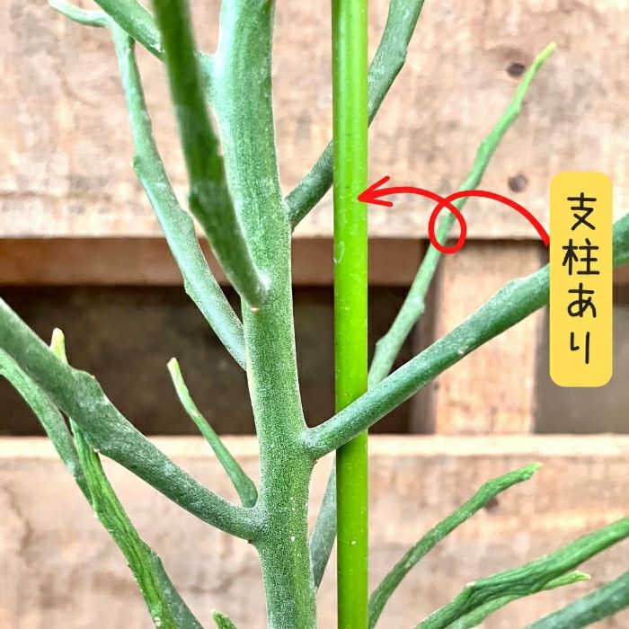 観葉植物現品販売