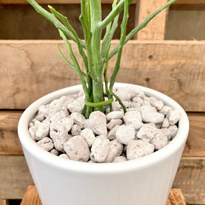 観葉植物現品販売