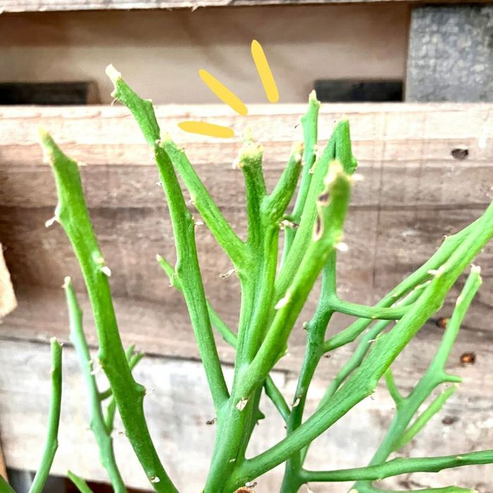 観葉植物現品販売