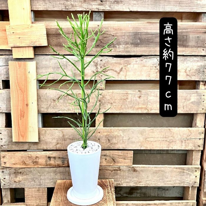 観葉植物現品販売