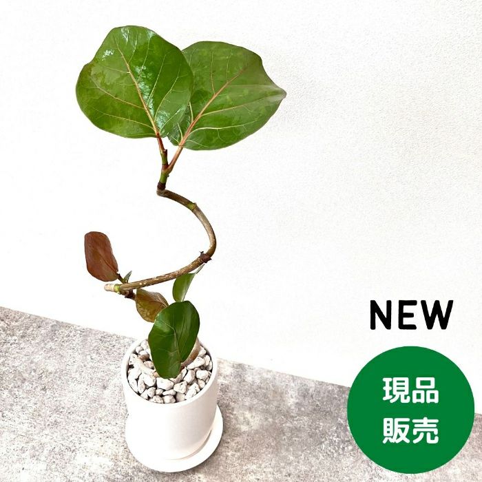 観葉植物現品販売