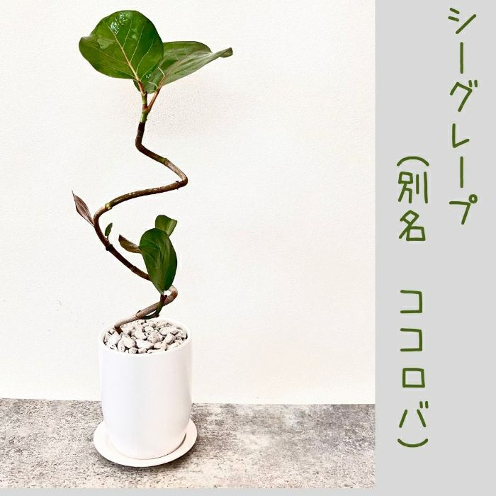 観葉植物現品販売