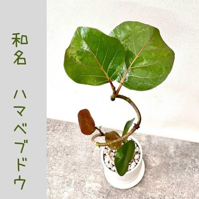 観葉植物現品販売