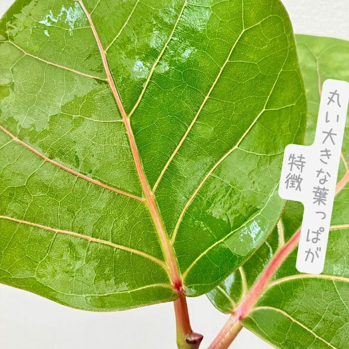 観葉植物現品販売