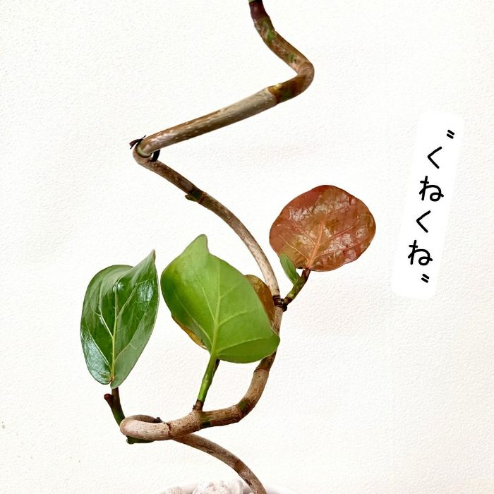 観葉植物現品販売