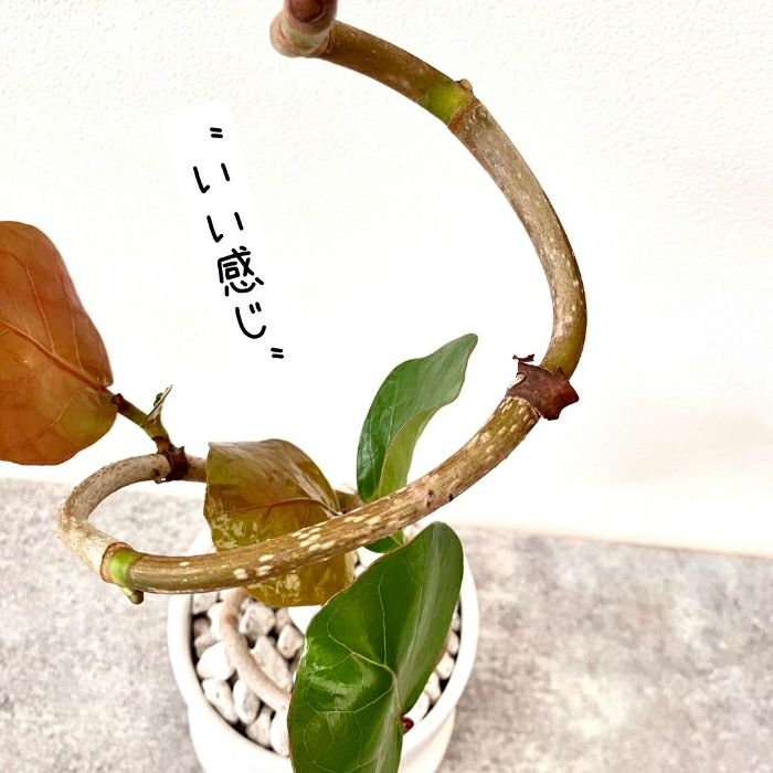 観葉植物現品販売