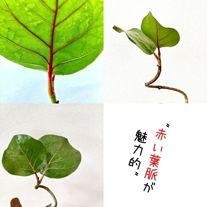 観葉植物現品販売