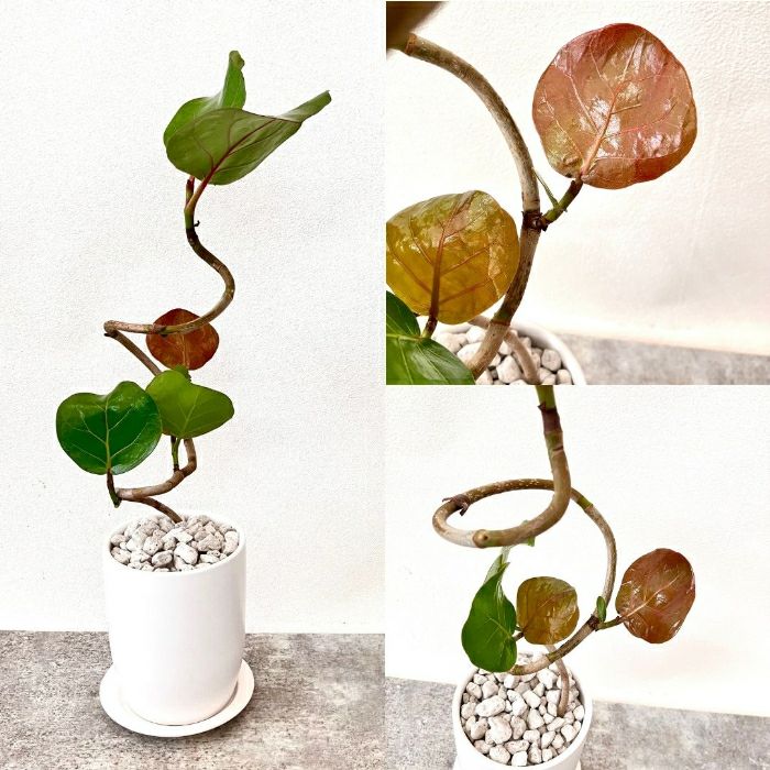 観葉植物現品販売