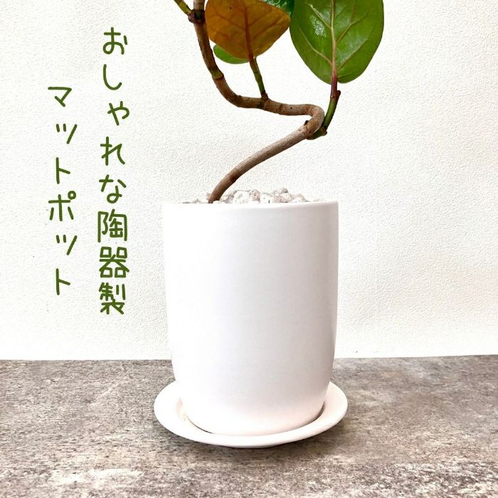 観葉植物現品販売