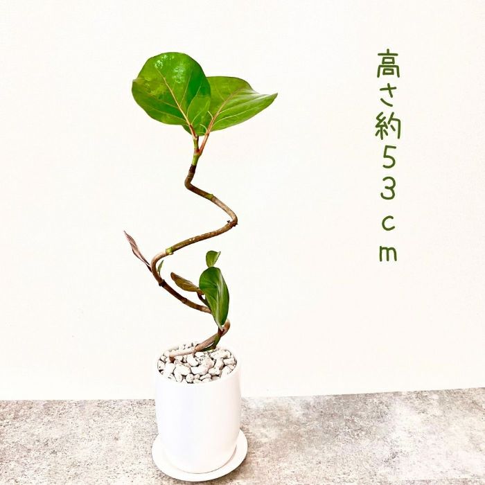 観葉植物現品販売