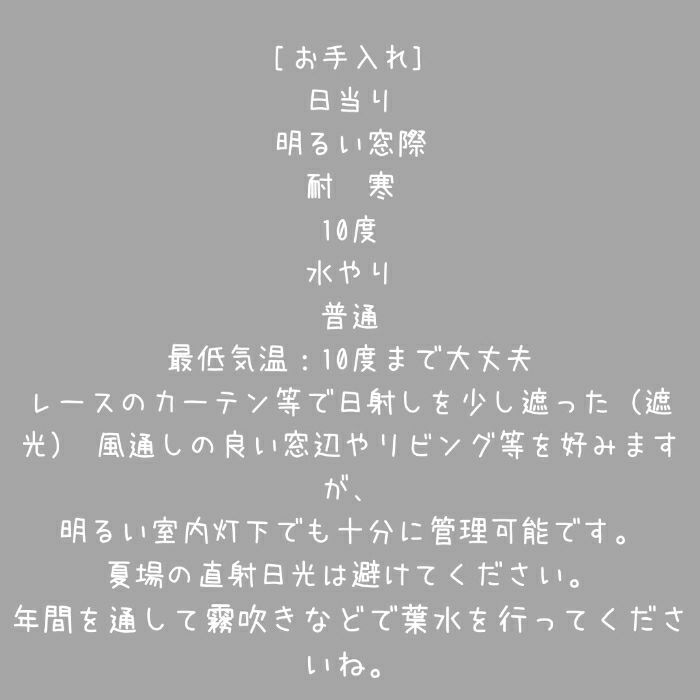 観葉植物現品販売
