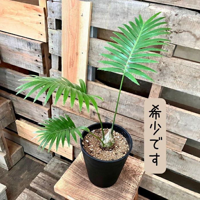 観葉植物現品販売