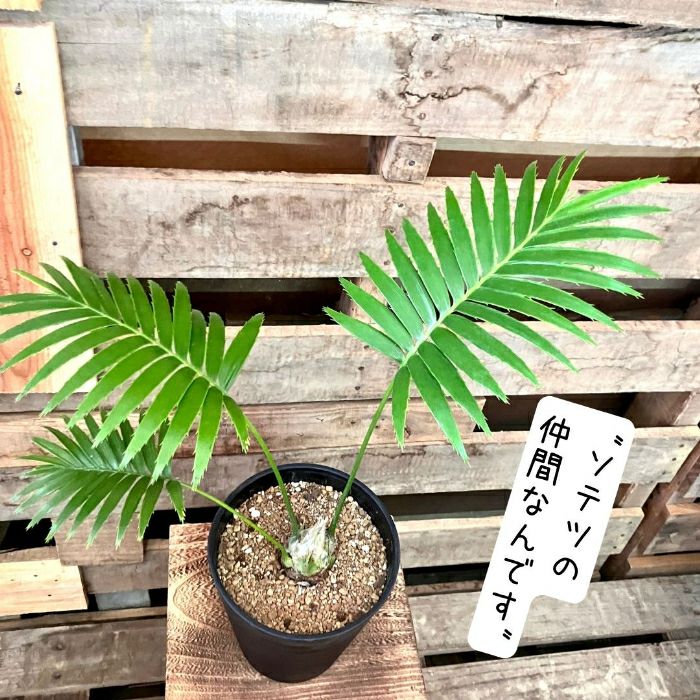 観葉植物現品販売