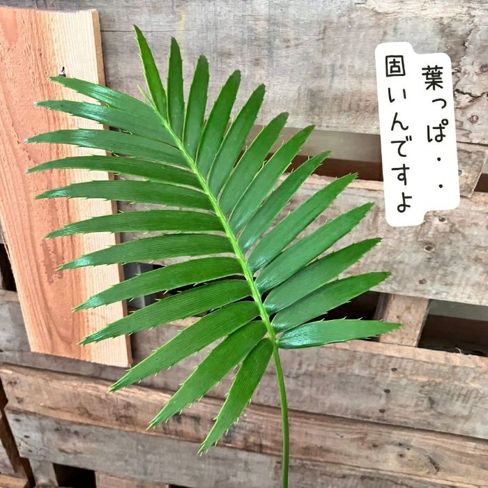 観葉植物現品販売