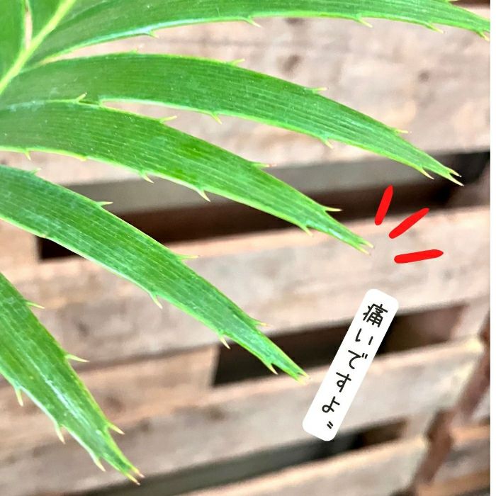 観葉植物現品販売