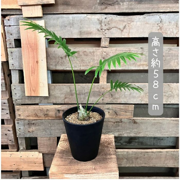観葉植物現品販売
